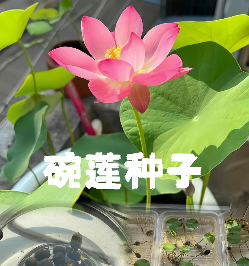 以家养观赏荷花，打造私家花园的小技巧（种植荷花，营造家庭花园的美丽景致）-第2张图片-绿意生活