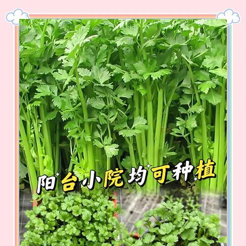 以芫荽种植技巧（培育多汁香草的关键是什么？以芫荽为例教你种植的技巧和要点）-第2张图片-绿意生活
