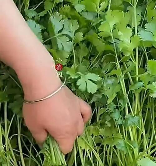 以芫荽种植技巧（培育多汁香草的关键是什么？以芫荽为例教你种植的技巧和要点）-第3张图片-绿意生活