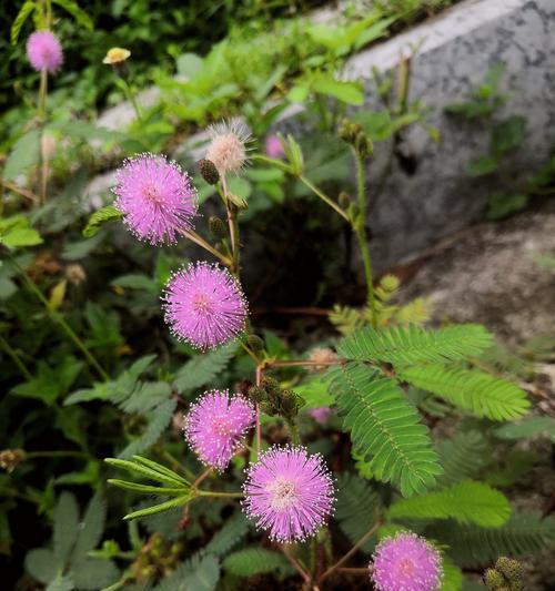 含羞草的叶子为何会变红？（解析含羞草叶子红变现象的原因及科学解释）-第1张图片-绿意生活