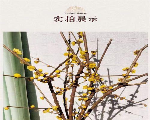 腊梅枝的剪裁技巧（提升花木美感的关键在剪裁，教你如何剪出美丽的腊梅枝）-第3张图片-绿意生活