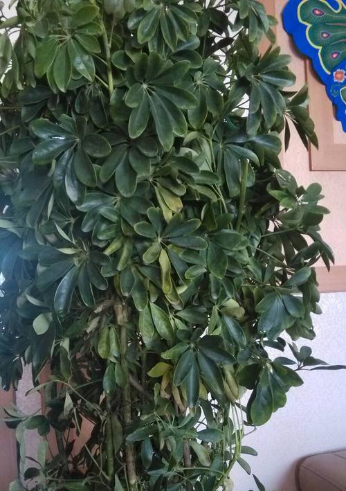 鸭脚木叶子黄了怎么治？解决方法一览（有效方法帮助鸭脚木恢复健康）-第1张图片-绿意生活