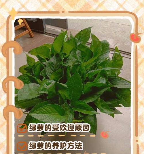 绿萝（绿萝的养殖方法及其益处）-第1张图片-绿意生活