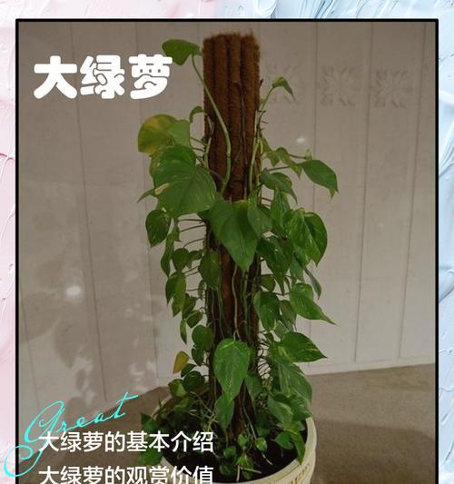 绿萝（绿萝的养殖方法及其益处）-第3张图片-绿意生活