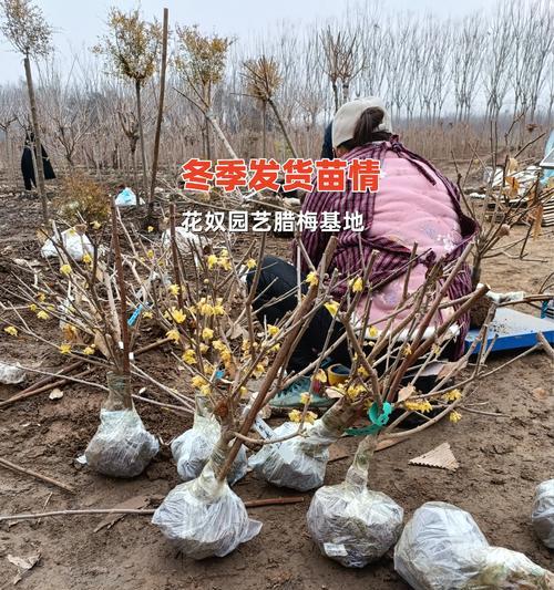 腊梅生长条件与特点（解析腊梅生长需要的温度、湿度、土壤等条件，探讨腊梅的生长特点）-第1张图片-绿意生活