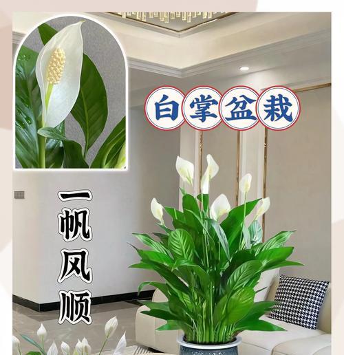 解决白掌叶子发黑发软的水培问题（通过正确的管理和调节，恢复白掌叶子的健康生长）-第2张图片-绿意生活