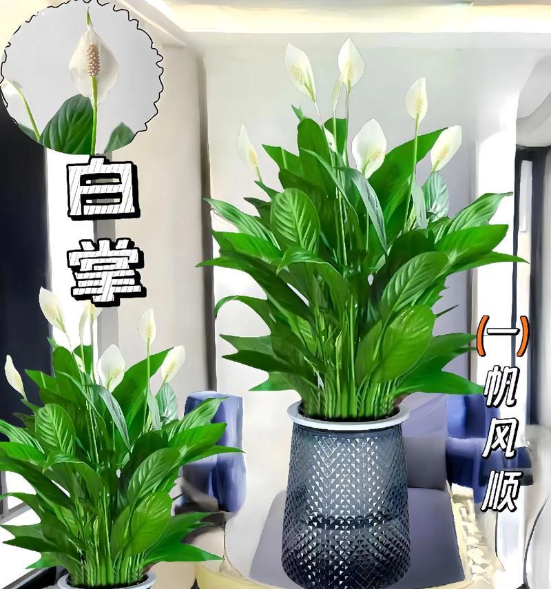 解决白掌叶子发黑发软的水培问题（通过正确的管理和调节，恢复白掌叶子的健康生长）-第1张图片-绿意生活