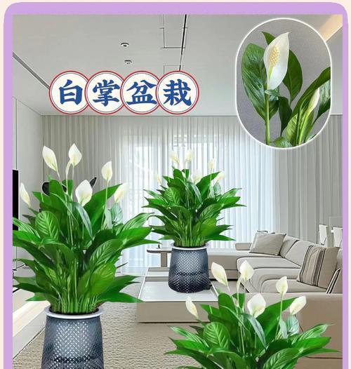 解决白掌叶子发黑发软的水培问题（通过正确的管理和调节，恢复白掌叶子的健康生长）-第3张图片-绿意生活