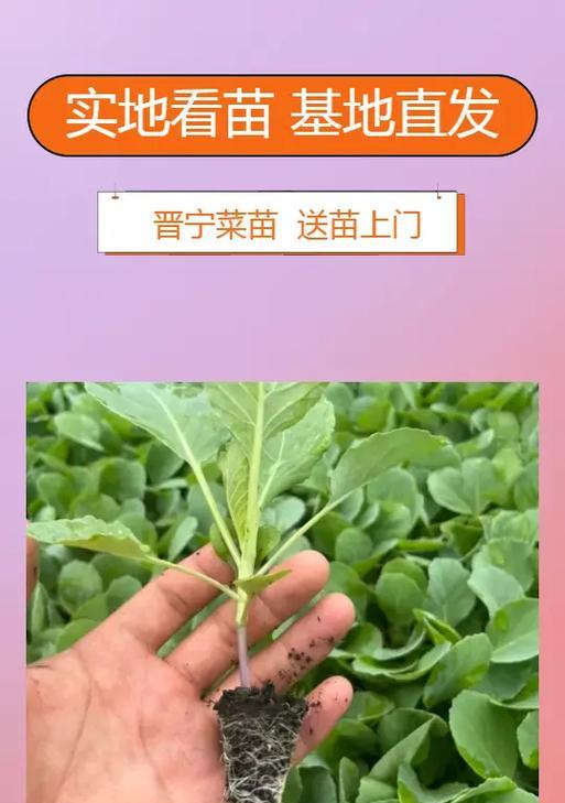 科学浇水（以浇菜为主题，探索最佳浇水方式）-第3张图片-绿意生活