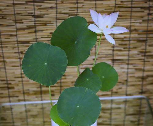 冬季养护碗莲的秘诀（保证碗莲在寒冷季节的生长和开花）-第2张图片-绿意生活