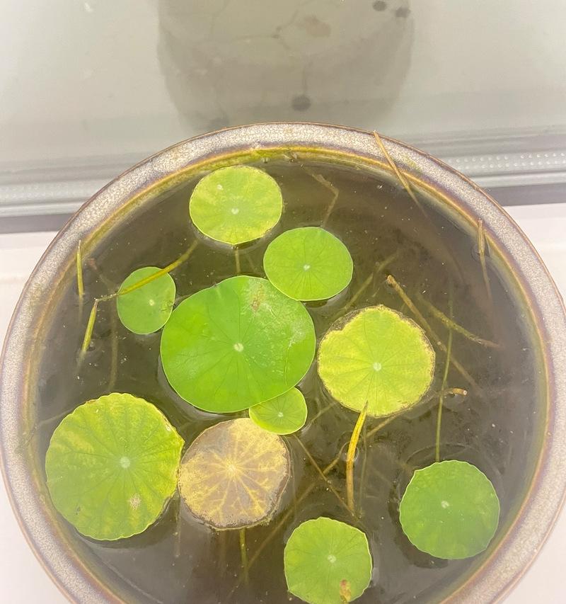 冬季养护碗莲的秘诀（保证碗莲在寒冷季节的生长和开花）-第1张图片-绿意生活