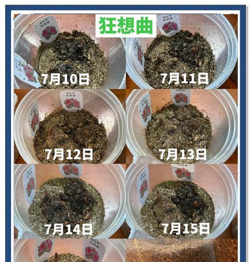 以黑叶芋水培，追寻绿色生活之路（黑叶芋的水培方法与养护技巧）-第3张图片-绿意生活