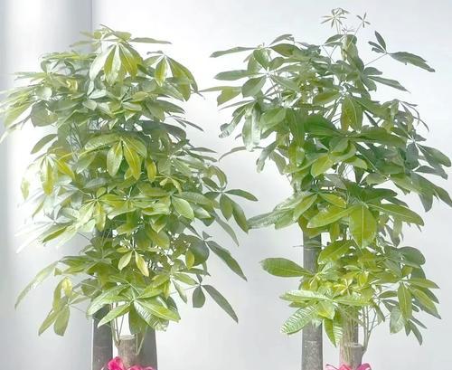 如何应对发财树叶子冻伤（有效恢复发财树叶子的健康状态）-第1张图片-绿意生活