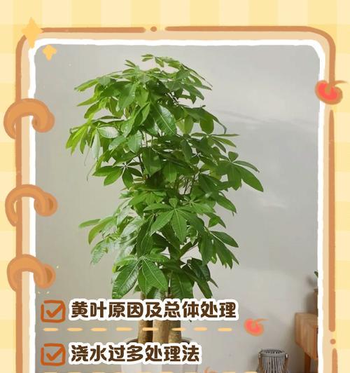 如何应对发财树叶子冻伤（有效恢复发财树叶子的健康状态）-第3张图片-绿意生活