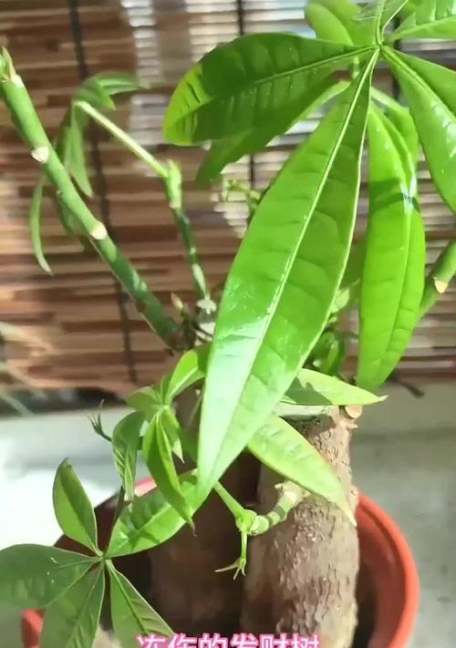 如何应对发财树叶子冻伤（有效恢复发财树叶子的健康状态）-第2张图片-绿意生活