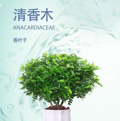 如何正确保养干香木？（关键步骤与注意事项）-第1张图片-绿意生活