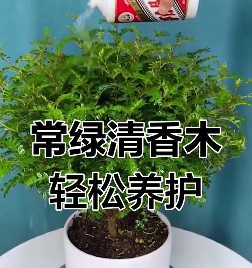 如何正确保养干香木？（关键步骤与注意事项）-第2张图片-绿意生活