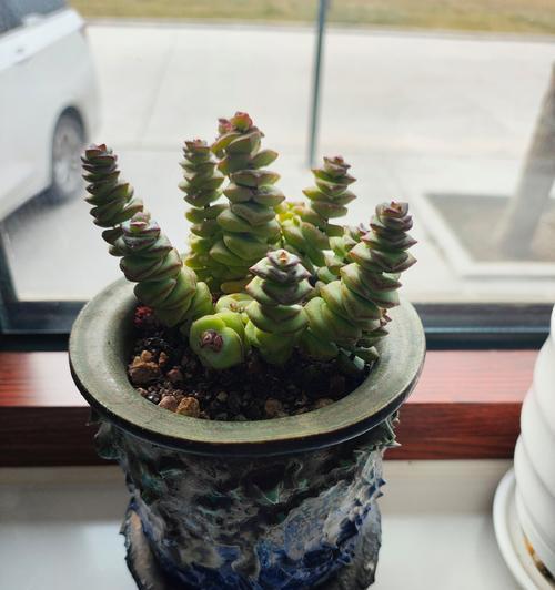 仙人掌对环境的影响（探讨仙人掌植物在自然生态系统中的作用及其环境影响）-第2张图片-绿意生活