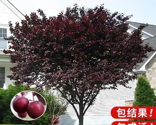 李树不结果怎么办（解决李树不结果的实用技巧）-第1张图片-绿意生活