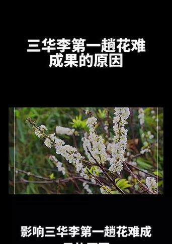 李树不结果怎么办（解决李树不结果的实用技巧）-第2张图片-绿意生活
