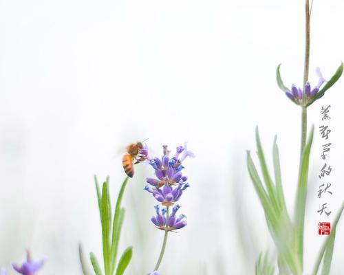 秋天如何养护薰衣草（薰衣草的关键养护技巧与注意事项）-第1张图片-绿意生活