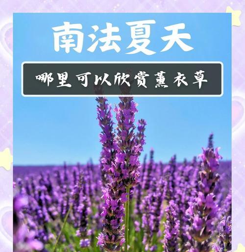 秋天如何养护薰衣草（薰衣草的关键养护技巧与注意事项）-第3张图片-绿意生活