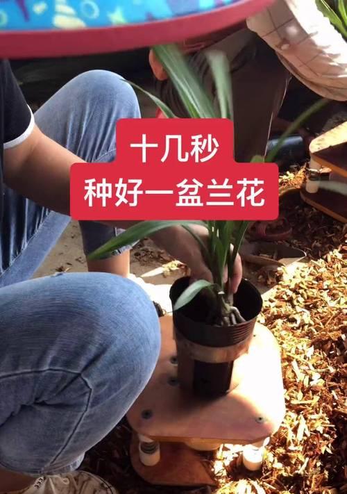 新上盆的兰花如何施肥？（掌握正确的施肥方法，兰花定能茁壮成长）-第1张图片-绿意生活