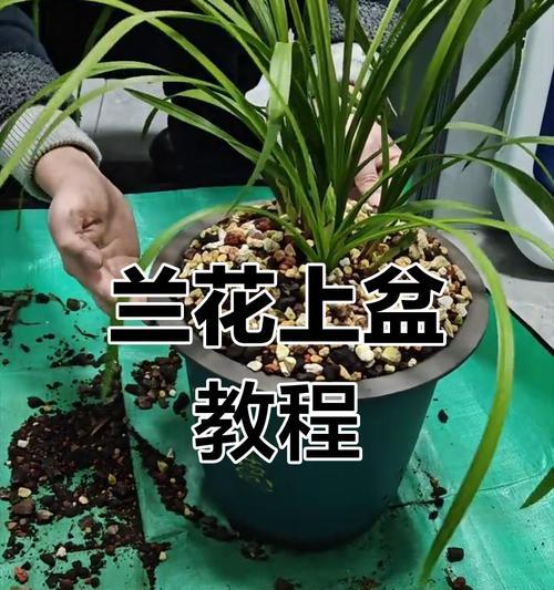 新上盆的兰花如何施肥？（掌握正确的施肥方法，兰花定能茁壮成长）-第2张图片-绿意生活