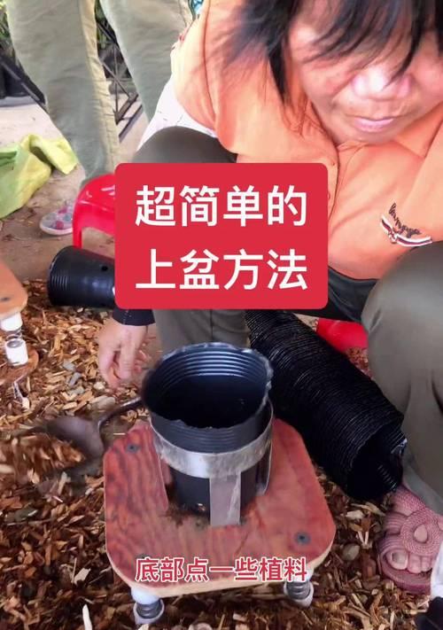 新上盆的兰花如何施肥？（掌握正确的施肥方法，兰花定能茁壮成长）-第3张图片-绿意生活