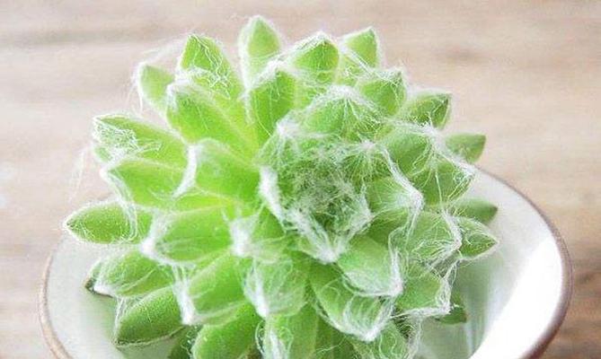 突发情况下，蛛丝卷绢用尽怎么办？（高效利用蛛丝卷绢，化解突发危机）-第1张图片-绿意生活
