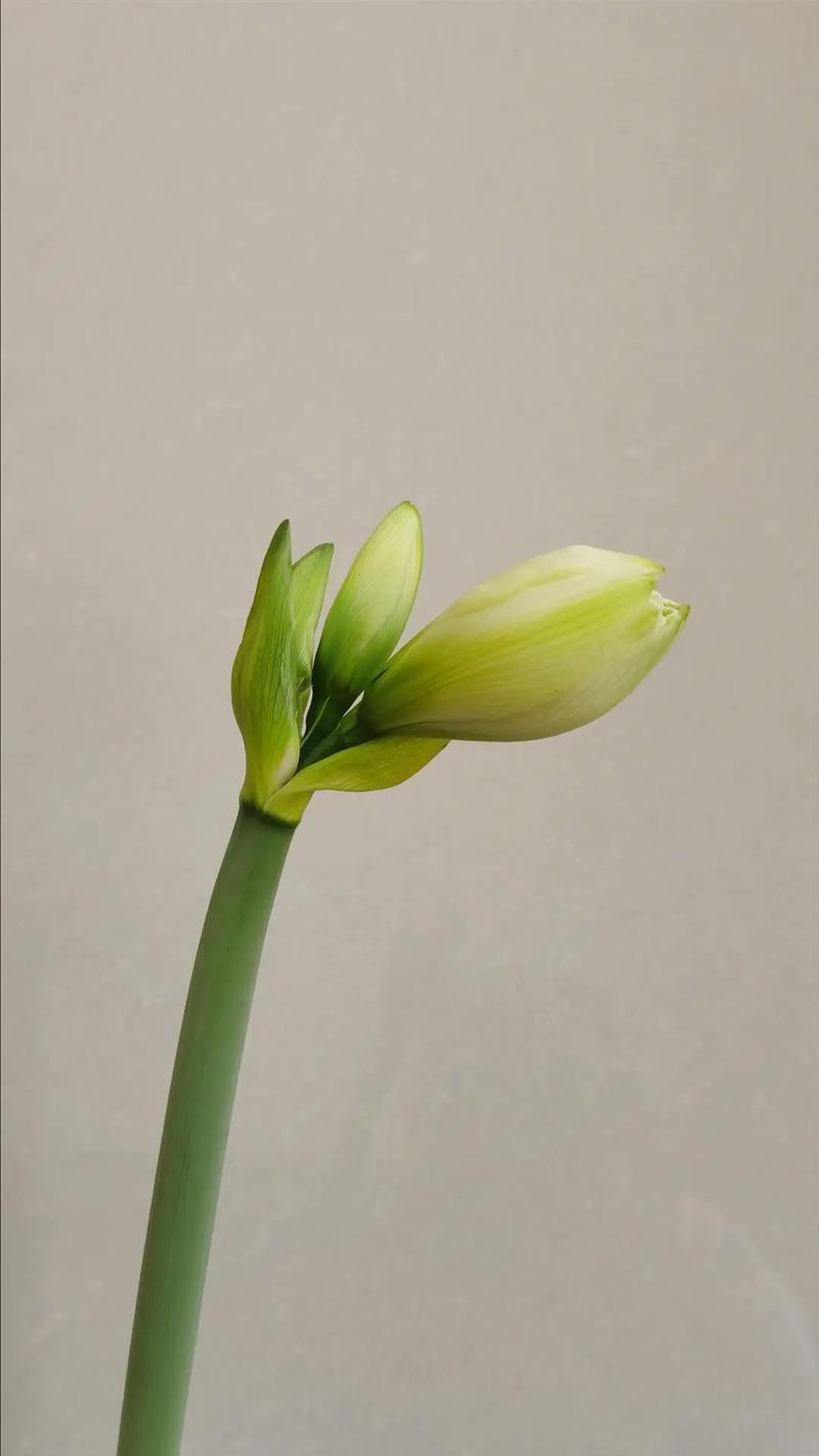 从花苗到绚丽花朵（探秘种植花卉的关键步骤与要点，打造美丽花园）-第1张图片-绿意生活