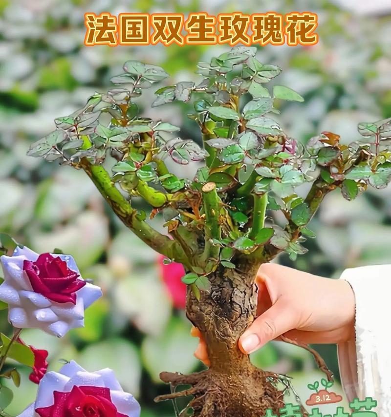 从花苗到绚丽花朵（探秘种植花卉的关键步骤与要点，打造美丽花园）-第2张图片-绿意生活