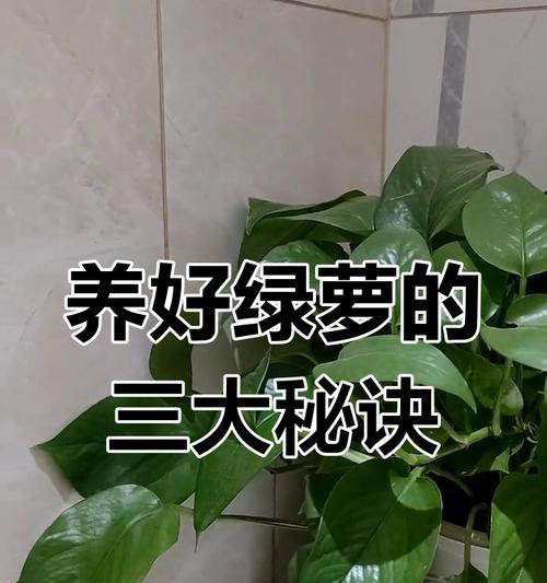 绿萝（探索绿萝的种类、养护技巧和装饰应用）-第3张图片-绿意生活