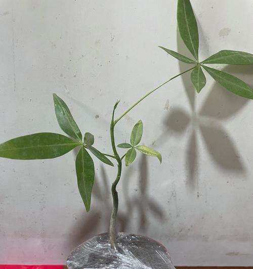 发财树养护全攻略（打造富贵绿色空间，让发财树长得更好）-第1张图片-绿意生活