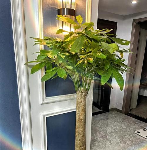 发财树养护全攻略（打造富贵绿色空间，让发财树长得更好）-第2张图片-绿意生活