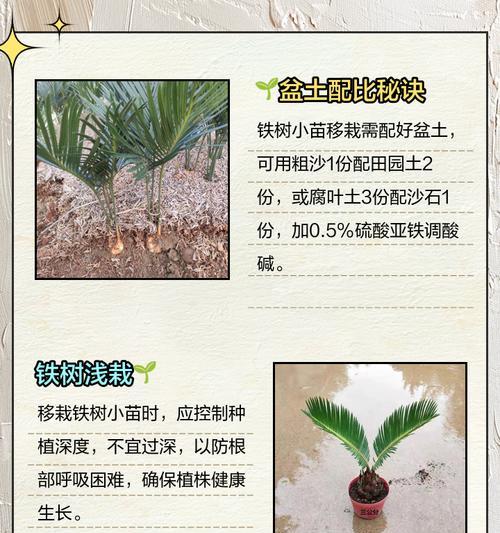 小苏铁盆栽的移盆方法与技巧（打造健康美丽的小苏铁盆景，从正确移盆开始）-第2张图片-绿意生活