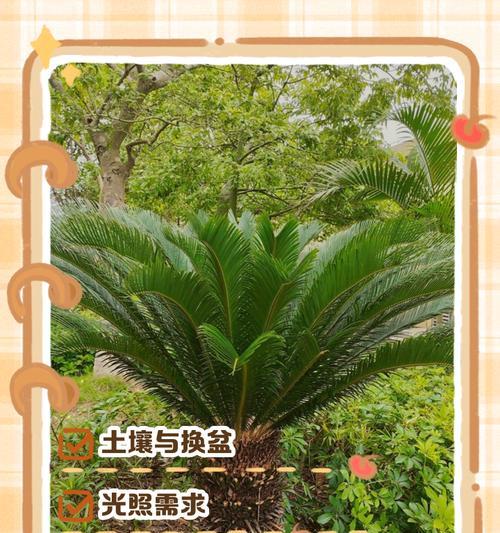 小苏铁盆栽的移盆方法与技巧（打造健康美丽的小苏铁盆景，从正确移盆开始）-第3张图片-绿意生活