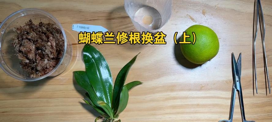 蝴蝶兰开花后的盆栽技巧（蝴蝶兰盆栽换盆技巧及注意事项）-第2张图片-绿意生活