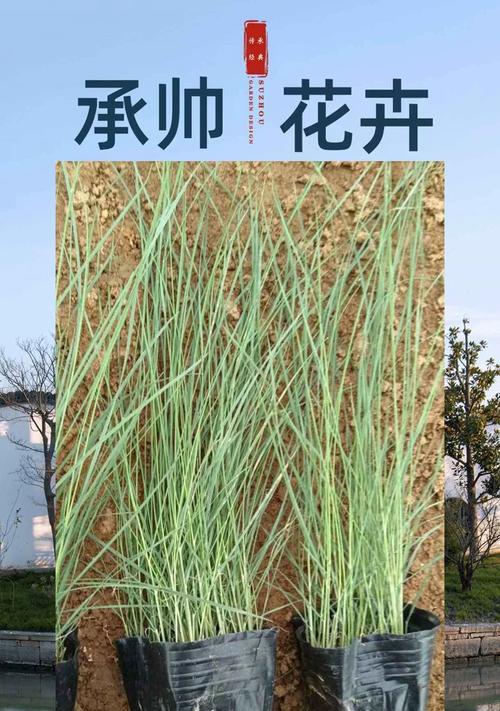 培育粉黛乱子草的技巧与方法（打造独特花园的必备植物——粉黛乱子草）-第3张图片-绿意生活