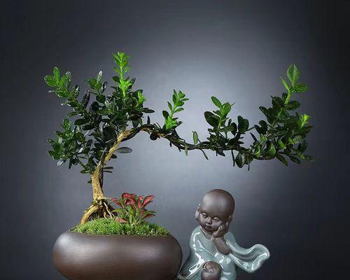 以黄杨树枝干扦插繁殖的方法与技巧（掌握正确的扦插技巧，培育健康的黄杨树苗）-第2张图片-绿意生活