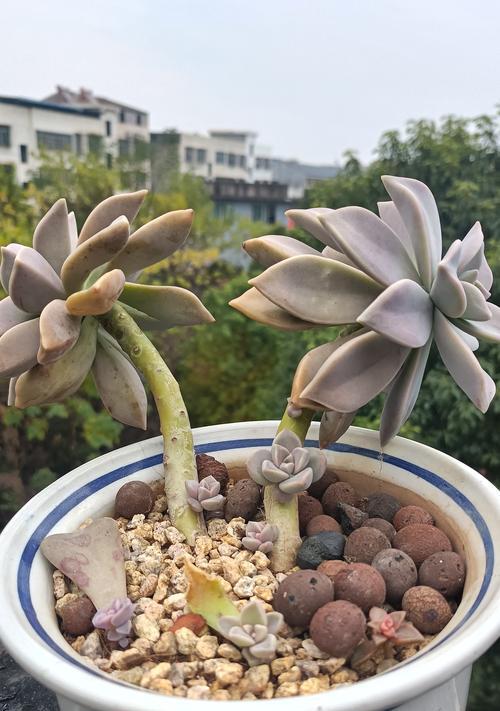 多肉胧月的养护指南（掌握关键要点，让你的多肉胧月健康茁壮成长）-第2张图片-绿意生活