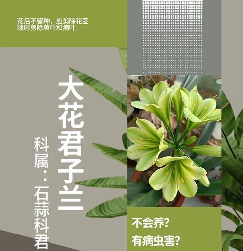 君子兰花怎么养能型号（打造美丽的君子兰花园，享受花草带来的宁静与美好）-第1张图片-绿意生活