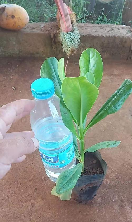 雪茄花养护指南（打造美丽庭院的秘密武器）-第3张图片-绿意生活