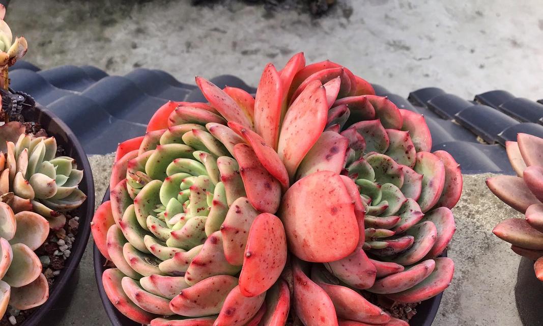 多肉植物叶子脱落原因及解决方法（遇到多肉植物叶子掉落时，你需要做的是...）-第1张图片-绿意生活