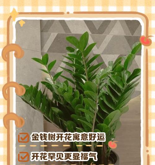 如何让金钱树开花？（关于金钱树开花的技巧和注意事项）-第1张图片-绿意生活