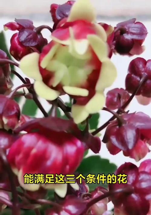 传承千年的宫灯长寿艺术（致敬传统，追求长寿与吉祥）-第2张图片-绿意生活