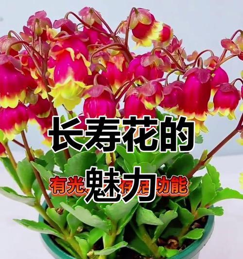 传承千年的宫灯长寿艺术（致敬传统，追求长寿与吉祥）-第1张图片-绿意生活