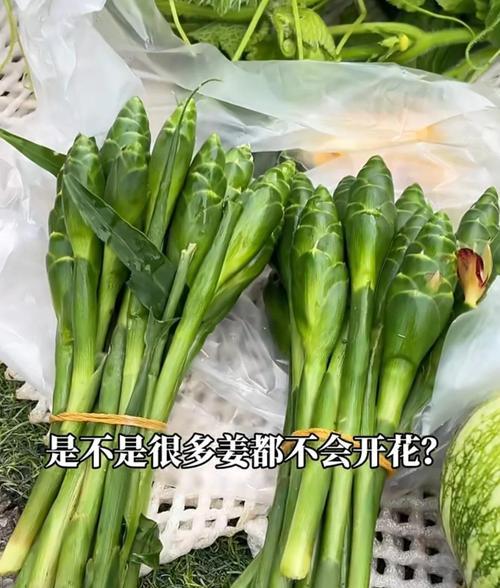 姜花繁殖的方法与技巧（探索姜花繁衍新生命的奥秘）-第2张图片-绿意生活