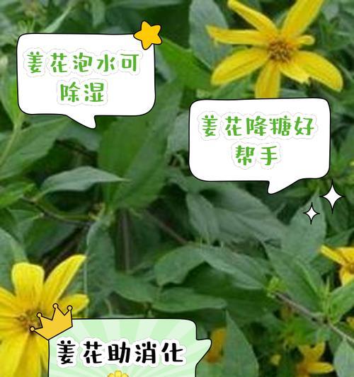 姜花繁殖的方法与技巧（探索姜花繁衍新生命的奥秘）-第3张图片-绿意生活