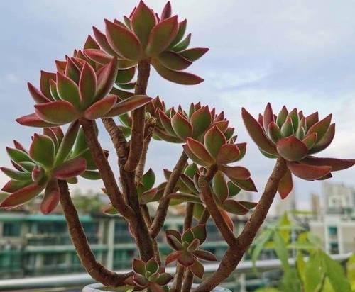 探秘锦晃星养殖技巧（打造最佳状态，让你赚得盆满钵满）-第2张图片-绿意生活